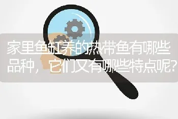 家里鱼缸养的热带鱼有哪些品种，它们又有哪些特点呢？