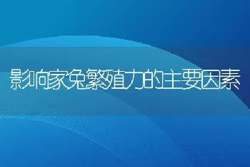 影响家兔繁殖力的主要因素