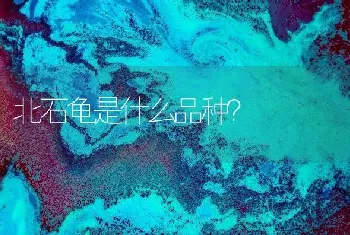 北石龟是什么品种？