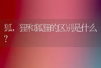 狐，狸和狐狸的区别是什么？