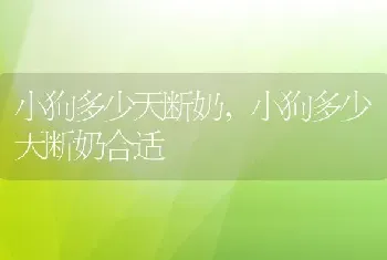 小狗多少天断奶，小狗多少天断奶合适