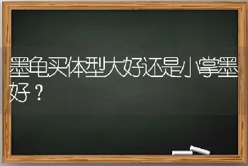 墨龟买体型大好还是小掌墨好？