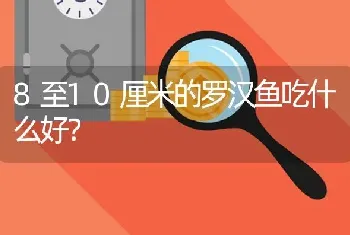 8至10厘米的罗汉鱼吃什么好？