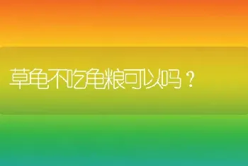 如何判断猫咪是否发烧？