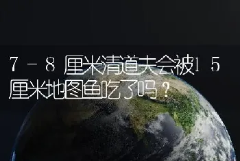 7-8厘米清道夫会被15厘米地图鱼吃了吗？