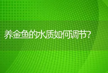 养金鱼的水质如何调节？