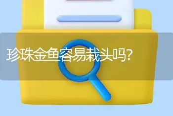 珍珠金鱼容易栽头吗？