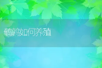 鹌鹑如何养殖