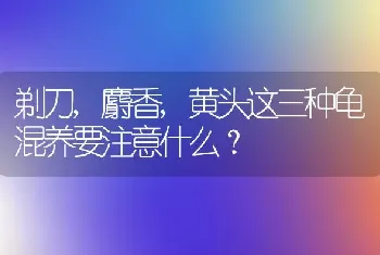 剃刀,麝香,黄头这三种龟混养要注意什么？