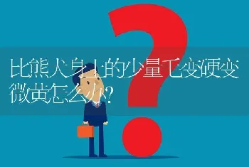 比熊犬身上的少量毛变硬变微黄怎么办？