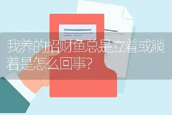 我养的招财鱼总是立着或躺着是怎么回事？