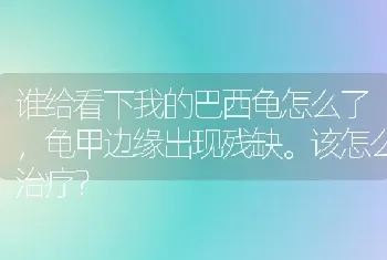 谁给看下我的巴西龟怎么了，龟甲边缘出现残缺。该怎么治疗？