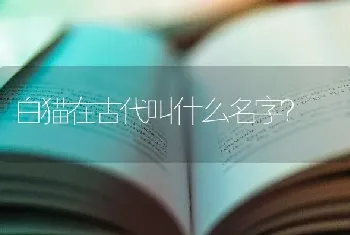 白猫在古代叫什么名字？