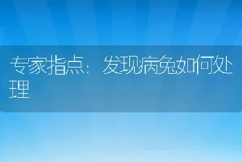 专家指点：发现病兔如何处理