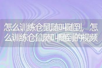 怎么训练仓鼠随叫随到，怎么训练仓鼠随叫随到的视频