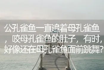 公孔雀鱼一直追着母孔雀鱼，咬母孔雀鱼的肚子