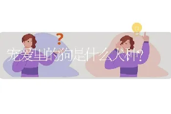 宠爱里的狗是什么犬种？