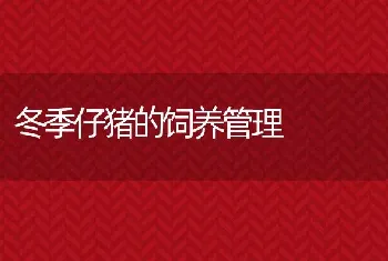 冬季仔猪的饲养管理