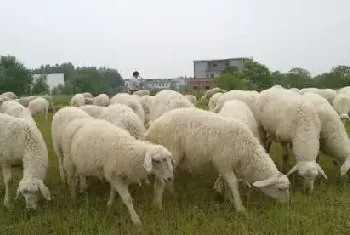 养湖羊赚钱吗？湖羊养殖前景及市场价格行情分析