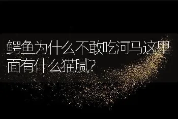 鳄鱼为什么不敢吃河马这里面有什么猫腻？