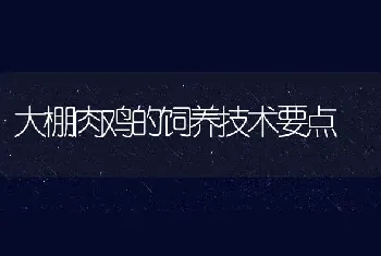 大棚肉鸡的饲养技术要点