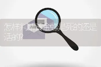 怎样判断黄金螺是死的还是活的？