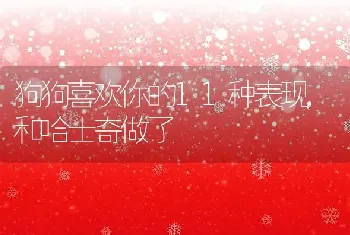 狗狗喜欢你的11种表现，和哈士奇做了