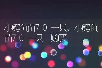 小鳄鱼苗70一只，小鳄鱼苗70一只 购买