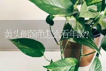 黄头侧颈龟怎么看年龄？