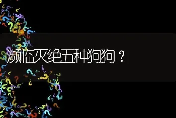 濒临灭绝五种狗狗？