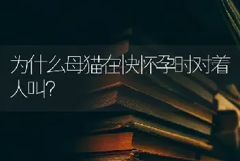 为什么母猫在快怀孕时对着人叫？