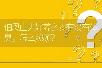 伯恩山犬好养么？有没有体臭。怎么照顾？