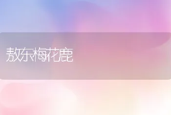 敖东梅花鹿