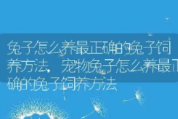 兔子怎么养最正确的兔子饲养方法，宠物兔子怎么养最正确的兔子饲养方法