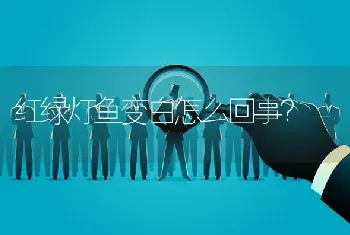 红绿灯鱼变白怎么回事？