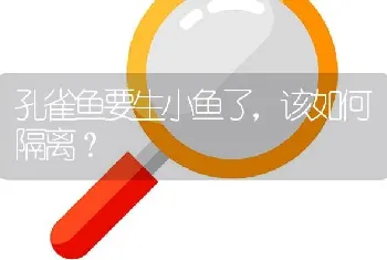 孔雀鱼要生小鱼了，该如何隔离？