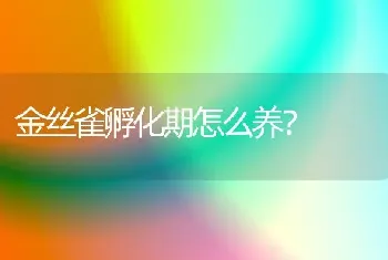 金丝雀孵化期怎么养？