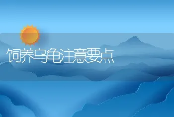 饲养乌龟注意要点