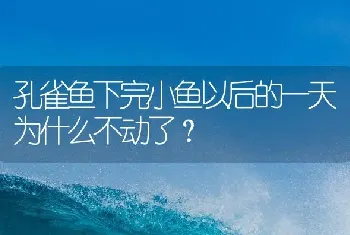 孔雀鱼下完小鱼以后的一天为什么不动了？