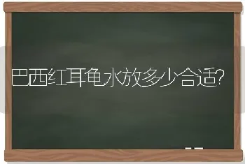 巴西红耳龟水放多少合适？