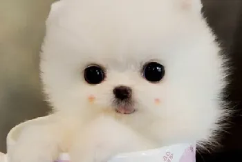 博美茶杯犬好养活吗，博美茶杯犬公母哪个好？