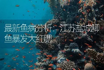 最新鱼病分析：江苏盐城鲫鱼暴发大红腮