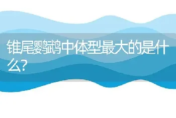 锥尾鹦鹉中体型最大的是什么？