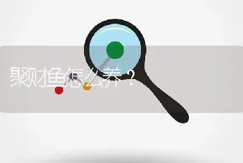 聚财鱼怎么养？