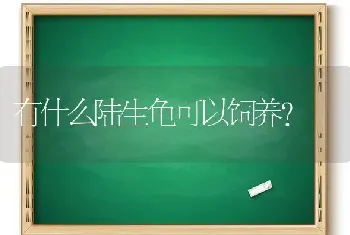 求助求助求助，猫咪尿液呈淡红色？