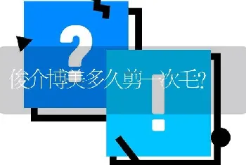 俊介博美多久剪一次毛？