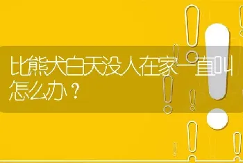 比熊犬白天没人在家一直叫怎么办？