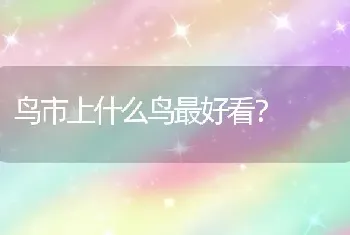 鸟市上什么鸟最好看？