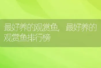 最好养的观赏鱼，最好养的观赏鱼排行榜