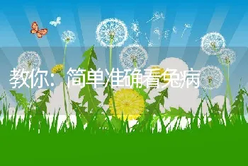 教你：简单准确看兔病